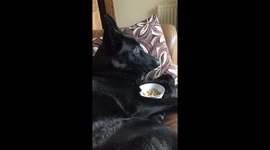 Tyson the dog chills with breakfast and TV