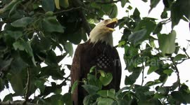 Very chatty bald eagle