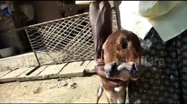 Calf born with 2 heads, 3 eyes in India