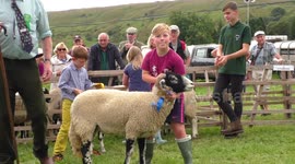 Boy loses control of his sheep in the showing pens at Muker show