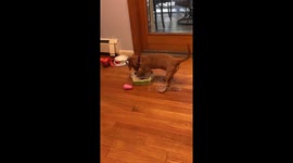 Dorky the dachshund attempt to make his own indoor swimming pool