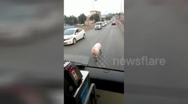 Strutting pig owns busy road like he's on the catwalk