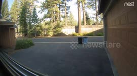 Bear caught stealing trash