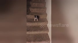 Adorable puppy throws tiny tantrum when he can't get down the stairs