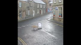 Dog runs away with sign from outside corner shop