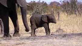 Baby elephant missing its trunk spotted in Kruger National Park