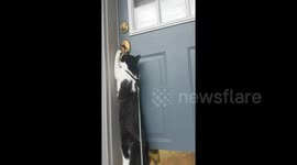 This cat learned how to open the front door by herself