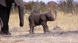 Baby elephant missing its trunk spotted in Kruger National Park