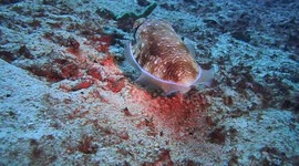 Cuttlefish follow cam