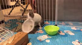 Angry rabbit throws empty bowl to demand food