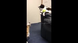Cat wields power over helpless Corgi