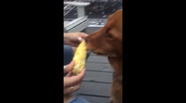 Dog eats corn on the cob like a human