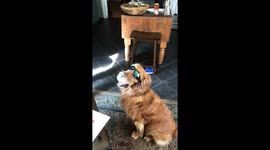 This dog is cooler than you