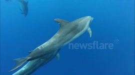 Swimming with a pod of dolphins