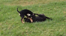 Cuttest Puppy Kicks Ever