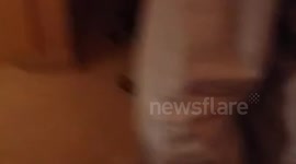 Whole Video of Reveal