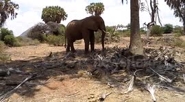 Not so friendly elephant