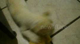 Cute puppy playing with her favorite toy