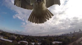 Watch the dramatic moment a hawk attacked a drone