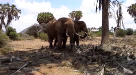 Elephant attempts to charge safari truck