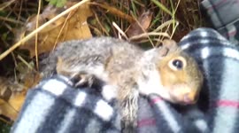 Man saves squirrel from dog
