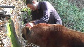 Bear wild
