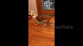 Dorky the dachshund attempts to make his own indoor swimming pool