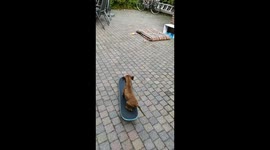 8-week old puppy skateboards like a pro