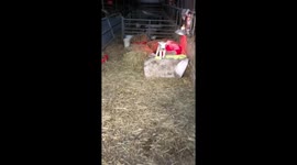 Hand reared orphan lambs on the farm