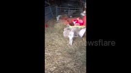 Hand-reared orphan lambs on the farm