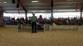 Turkey chasing the toy truck