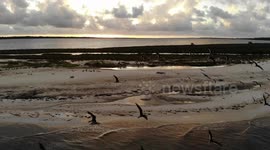 drone flying with the birds