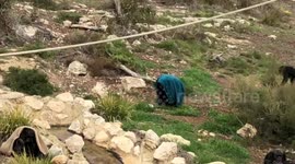 Chimpanzees can feel the cold wrapping up in a blanket