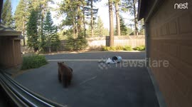 Nest cam catches bear stealing trash and brazenly walking away with it – then coming back for more
