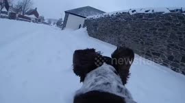 A Dog's Eye View of The Beast from the East