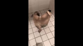 Crazy pug loves shower!