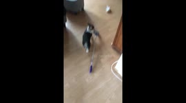 Corgi puppy helps cleaning the house!