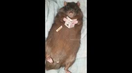 Rat reading financial times