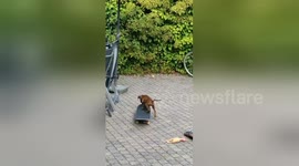 Eight-week old puppy skateboards like a pro