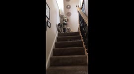 Pay us attention!! Chihuahuas going nuts