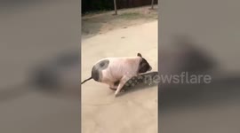 Skateboarding pig baffles people in Beijing streets