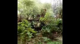 Nature lover