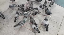 Funny pigeons fight over bread