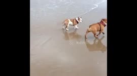 Bulldog being knocked over by a wave