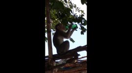 Monkey love to drink sprite