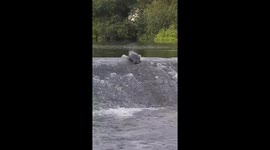 Seal seen climbing a weir in Irish river