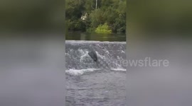 Newsflare Edit - Seal up in the lee fields today https://t.co/wXCgrt05iz