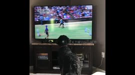 Cute puppy is completely absorbed in TV dog trick show