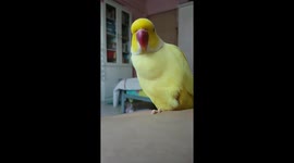 Parrot confessed his love then confessed that he is a Banana