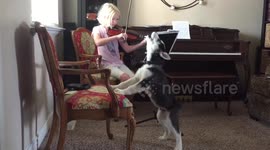 Husky puppy sings along with little girl playing the violin